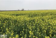 طلای زرد گلستان: سفری به دل مزارع شکوفه‌های کلزا
