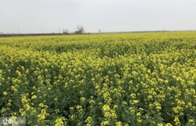 طلای زرد گلستان: سفری به دل مزارع شکوفه‌های کلزا