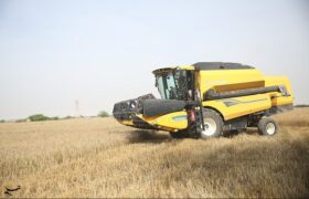 قیمت گندم 5نرخی شد