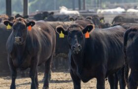 معاملات آتی دام در بازار جهانی به رکورد‌های بی سابقه‌ای رسید