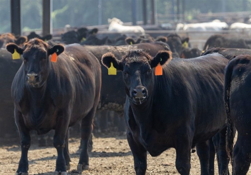 معاملات آتی دام در بازار جهانی به رکورد‌های بی سابقه‌ای رسید