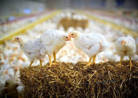نشانه‌های تعادل در صنعت مرغ از اردیبهشت