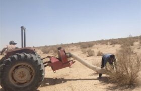 ملخ‌های بومی برای تولید خوراک طیور و آبزیان جارو می‌شوند