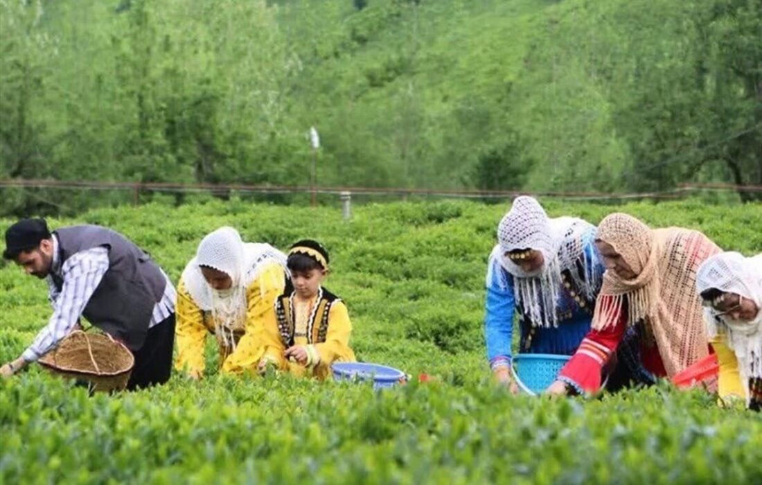 هر خانوار ایرانی سالانه چقدر «چای» مصرف می‌کند؟