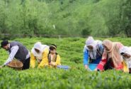 هر خانوار ایرانی سالانه چقدر «چای» مصرف می‌کند؟