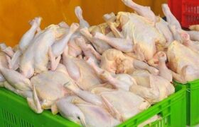 چرا مرغ در بازار کم شد؟