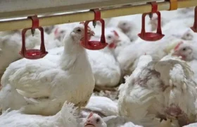 گذار ناقص به بازار آزاد؛ ریشه بحران نقدینگی و تلاطم در صنعت طیور