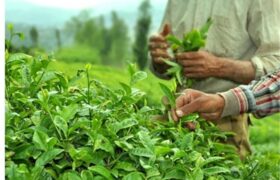 44 هزار تن برگ سبز چای خریداری شد/ آغازچین دوم چای از اواخر خرداد