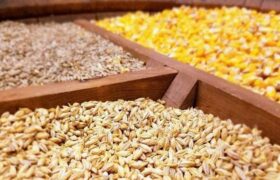جزئیات تازه از واردات نهاده‌های دامی / گردش مالی سالانه به ۸ میلیارد دلار رسید