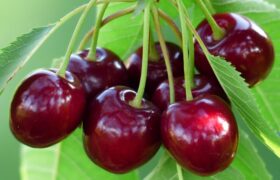 خواص گیلاس از نگاه طب سنتی