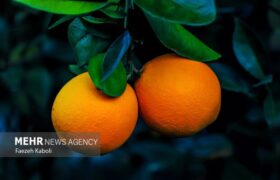 ویتامین C کلید سلامت مغز در دوران پیری