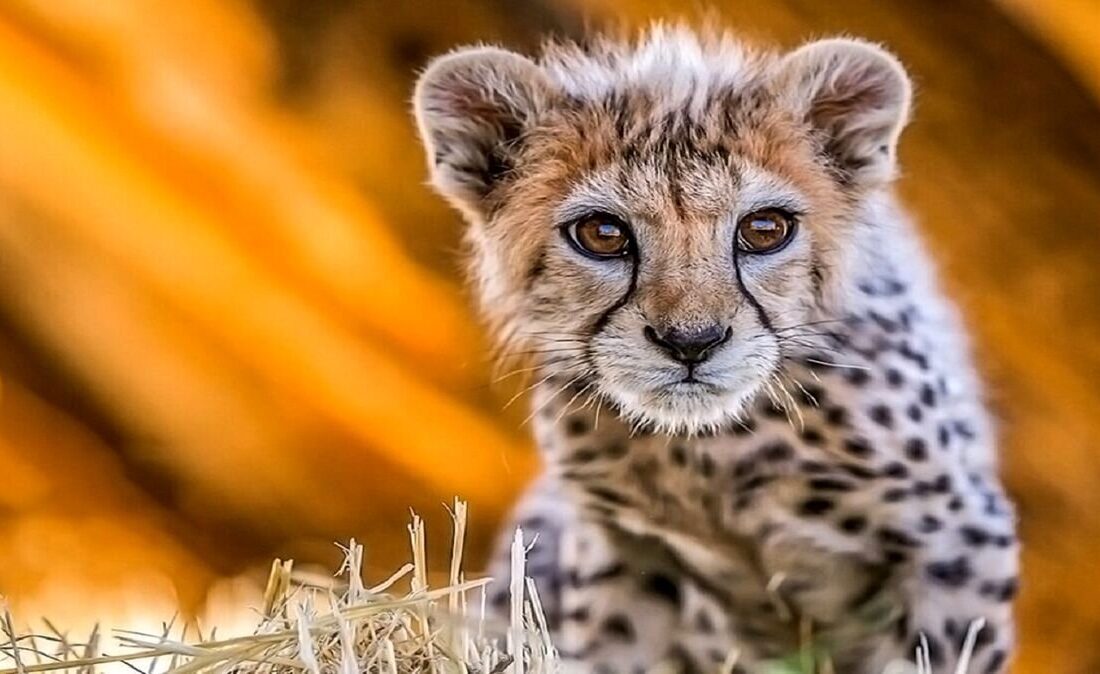 چرا سرنوشت هر توله یوز ایرانی خبرساز می‌شود؟