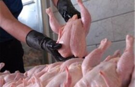 صادرات گوشت مرغ مجاز مشروط شد