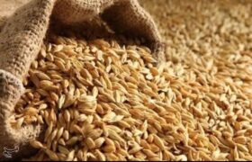 نرخ مصوب گندم صنف و صنعت 53 هزار تومان تعیین شد
