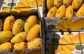 آغاز ثبت سفارش واردات انبه و چای
