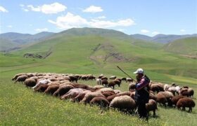 افزایش تولید دام سبک و گوشت قرمز دامداران عشایری