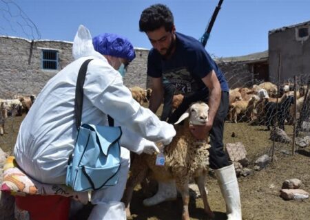 سویه جدید تب برفکی در کشور کنترل شد