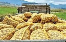 صادرات سیبزمینی تا پایان سال ممنوع شد