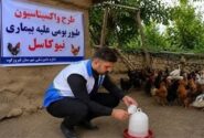 طیور بومی استان تهران علیه نیوکاسل رایگان واکسینه شدند