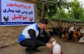 طیور بومی استان تهران علیه نیوکاسل رایگان واکسینه شدند