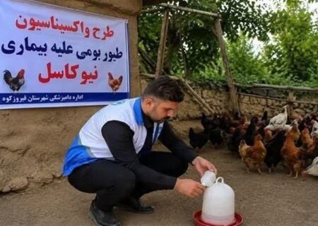 طیور بومی استان تهران علیه نیوکاسل رایگان واکسینه شدند