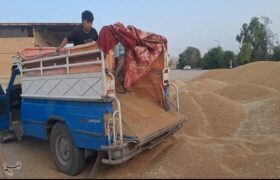ورود دلالان با پول نقد به بازار گندم با قیمت 38 تا 44 هزار تومان