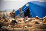 گوشت عشایری با برند استانی به بازار عرضه می‌شود
