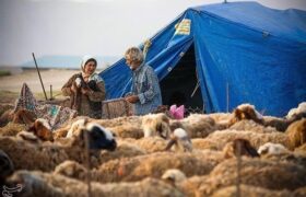 گوشت عشایری با برند استانی به بازار عرضه می‌شود
