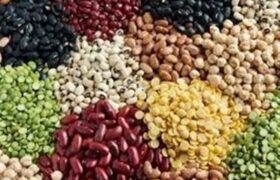 113درصد اختلاف قیمت لوبیا در بازار با وجود تخصیص ارز مبادلهای