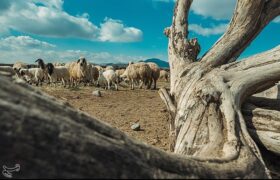 تداوم تولید گوشت و شیر در روستا و عشایر، در معرض یک پرسش جدی