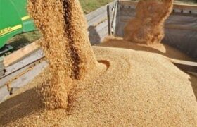 تولید داخل جایگزین 40 درصد جو وارداتی شد