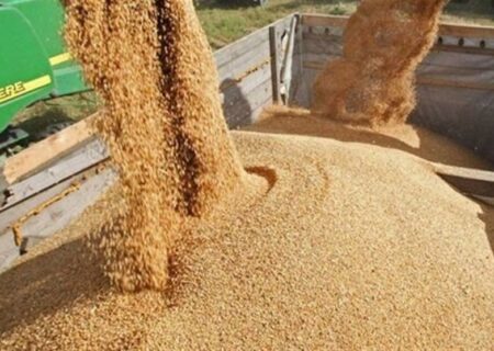 تولید داخل جایگزین 40 درصد جو  وارداتی شد