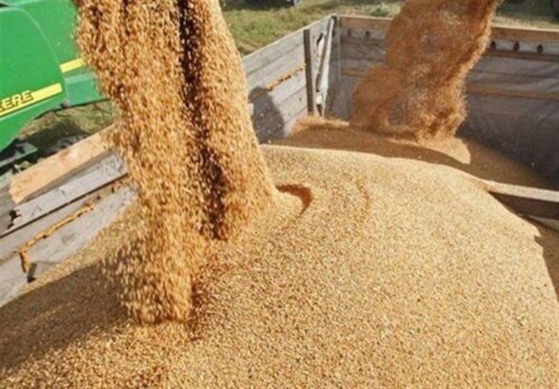 تولید داخل جایگزین 40 درصد جو  وارداتی شد