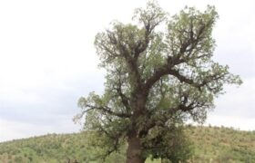 ثبت چنار ۱۷۰۰ ساله در شهر خامنه