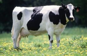 صادرات تلیسه گاو شیری هلشتاین آزاد شد