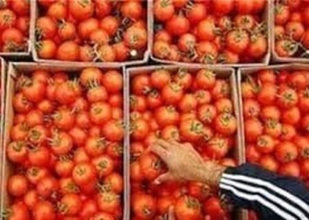 صادرات گوجه‌ تا پایان سال ممنوع شد