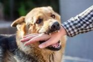 مرگ انسانی ناشی از هاری منتقله از سگ‌ قطع می‌شود
