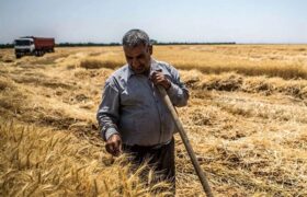 نقدی بر روند پرداخت مطالبات گندم‌کاران در 6 ماهه امسال