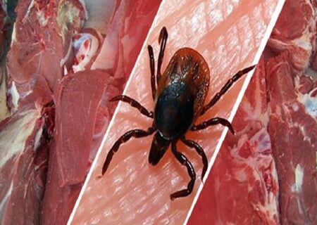 هیچ مورد ابتلا به تب کنگو در اصفهان گزارش نشد؛ آخرین وضعیت شیوع کرونا